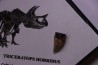 coffret dent de TRICERATOPS HORRIDUS