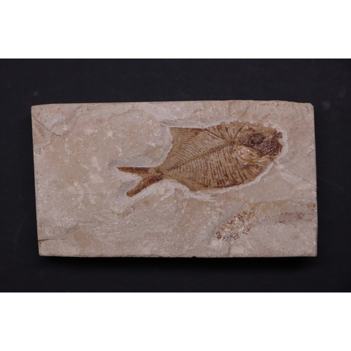 Diplomystus birdi - Cénomanien - Haquel - Byblos - LIBAN