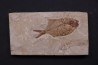 Diplomystus birdi - Cénomanien - Haquel - Byblos - LIBAN