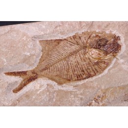 Diplomystus birdi - Cénomanien - Haquel - Byblos - LIBAN
