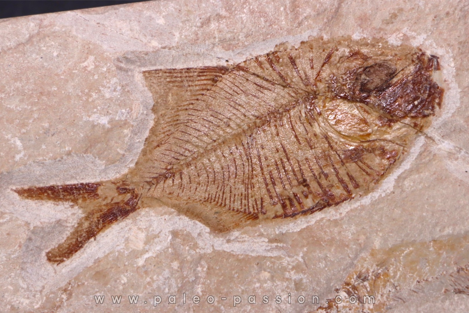 Diplomystus birdi - Cénomanien - Haquel - Byblos - LIBAN