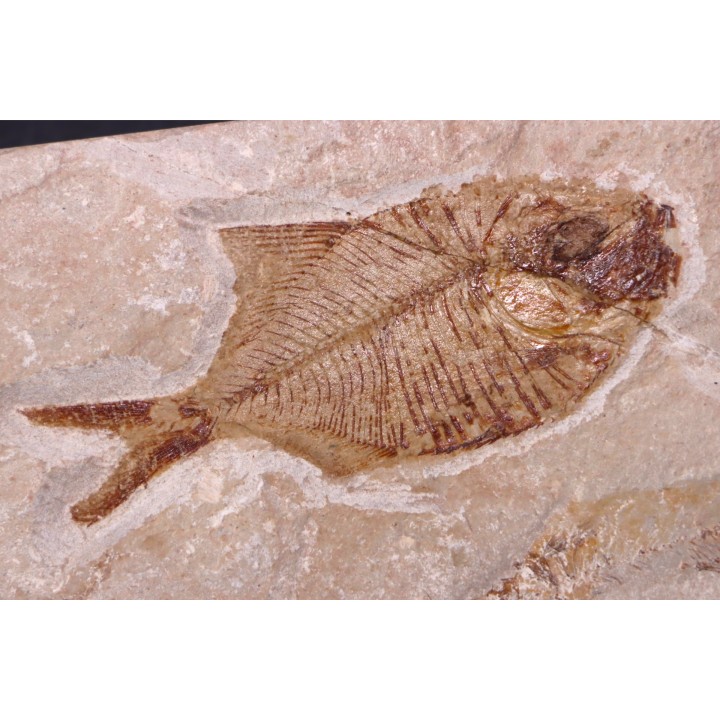 Diplomystus birdi - Cénomanien - Haquel - Byblos - LIBAN