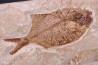 Diplomystus birdi - Cénomanien - Haquel - Byblos - LIBAN