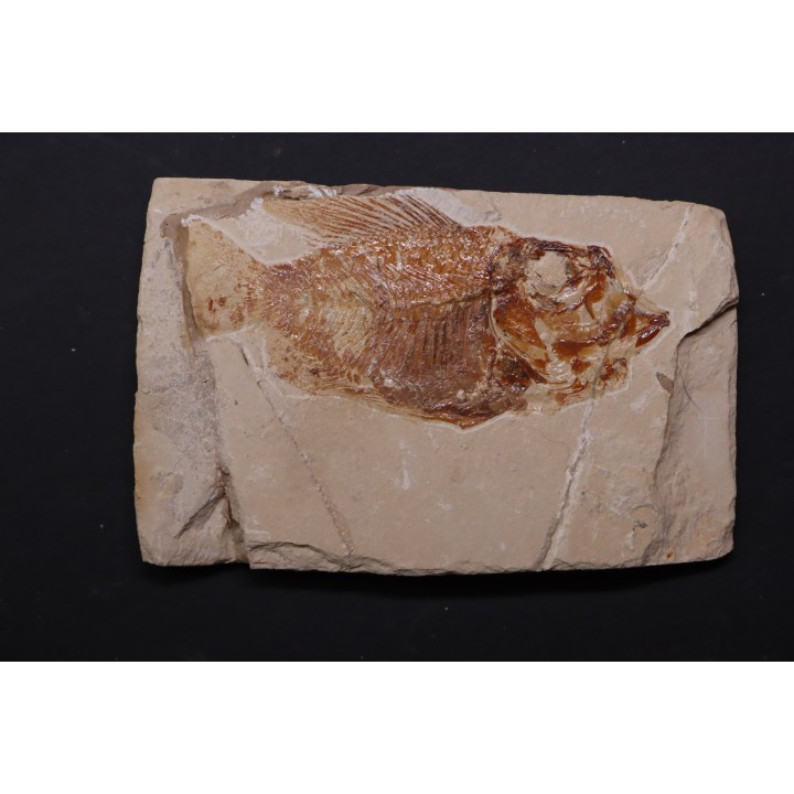 Ctenothrissa vexillifer (Pictet, 1850) - Cénomanien - Haquel - Byblos - LIBAN