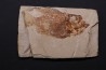 Ctenothrissa vexillifer (Pictet, 1850) - Cénomanian Hakil - Byblos - LIBANON