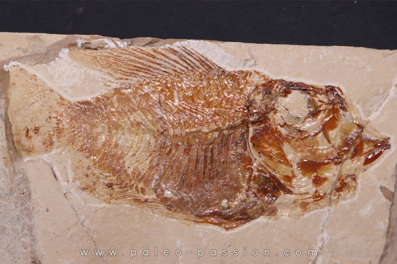 Ctenothrissa vexillifer (Pictet, 1850) - Cénomanian Hakil - Byblos - LIBANON