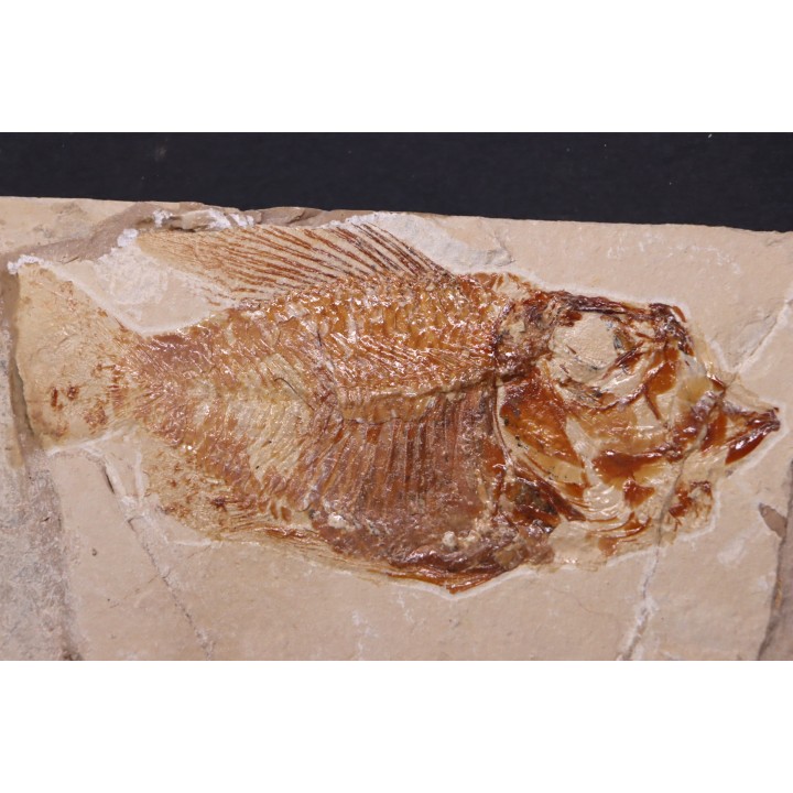 Ctenothrissa vexillifer (Pictet, 1850) - Cénomanien - Haquel - Byblos - LIBAN