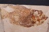 Ctenothrissa vexillifer (Pictet, 1850) - Cénomanian Hakil - Byblos - LIBANON