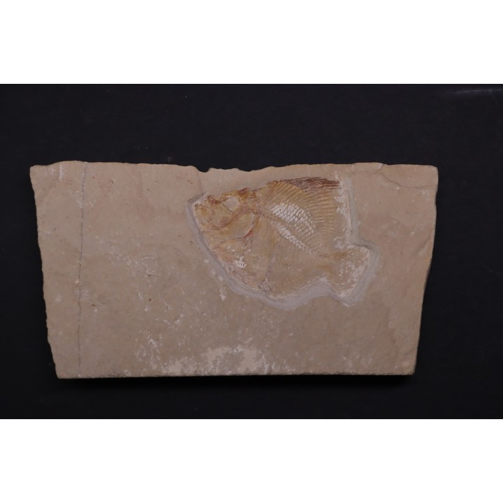 Pycnosteroides levispinosus - Cénomanien - Haquel - Byblos - LIBAN