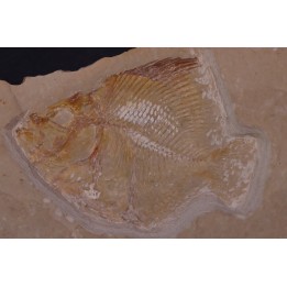 Pycnosteroides levispinosus - Cénomanien - Haquel - Byblos - LIBAN