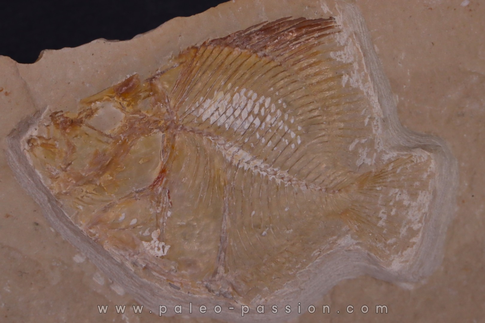 Pycnosteroides levispinosus - Cénomanien - Haquel - Byblos - LIBAN