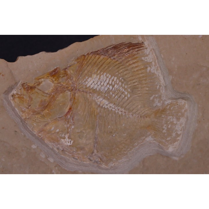 Pycnosteroides levispinosus - Cénomanian  Hakil - Byblos - LIBANON