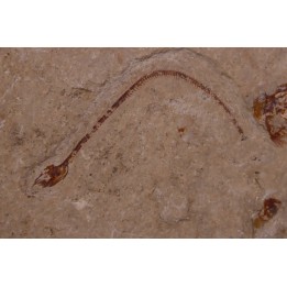 anguille: Abisaadia Hakelensis (Davis, 1887) - Cénomanien - Haquel - Byblos - LIBAN
