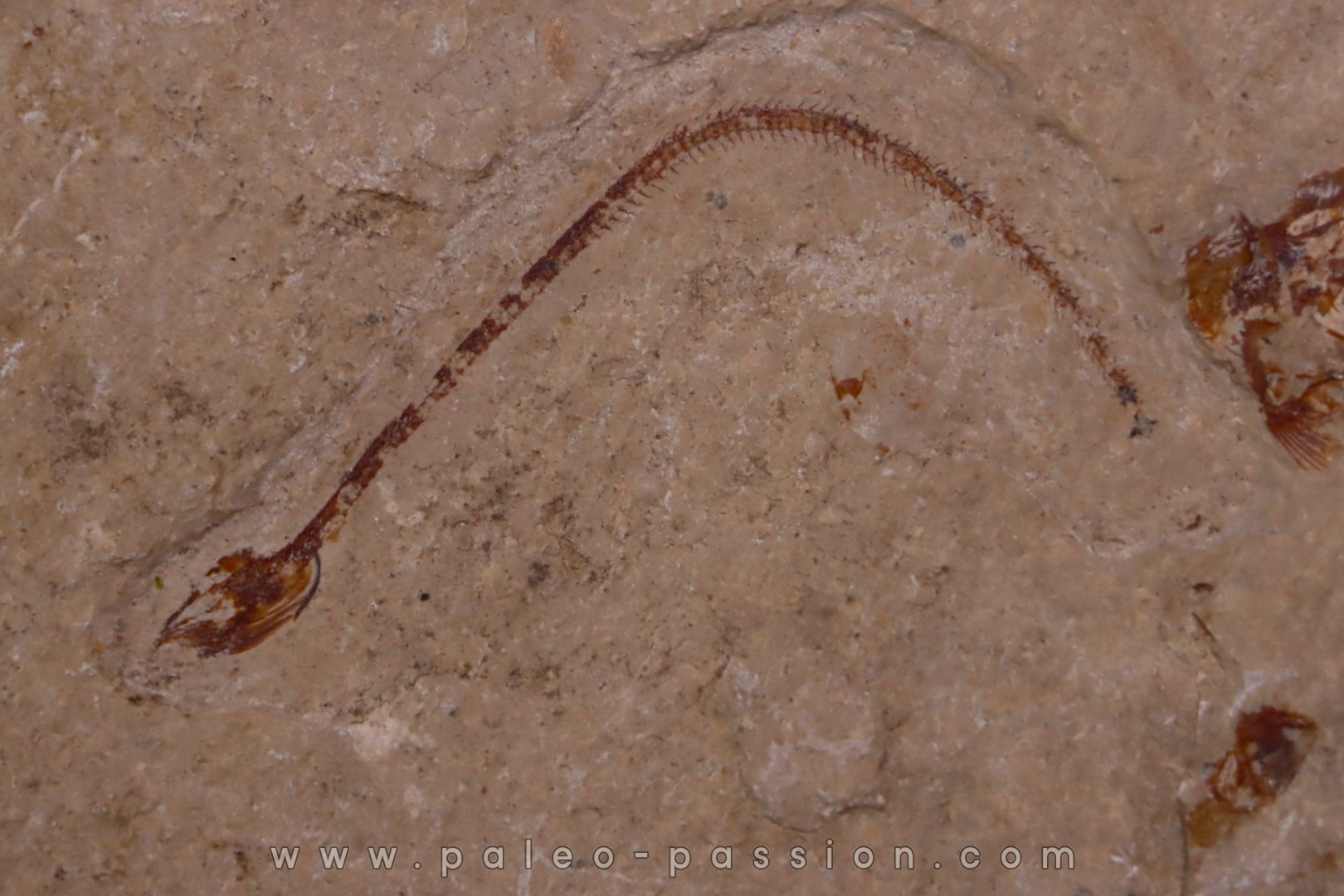 anguille: Abisaadia Hakelensis (Davis, 1887) - Cénomanien - Haquel - Byblos - LIBAN