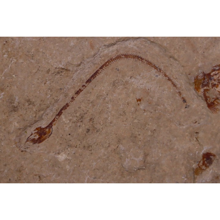 Abisaadia Hakelensis (Davis, 1887) - Cénomanian  Hakil - Byblos - LIBANON