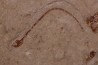 anguille: Abisaadia Hakelensis (Davis, 1887) - Cénomanien - Haquel - Byblos - LIBAN