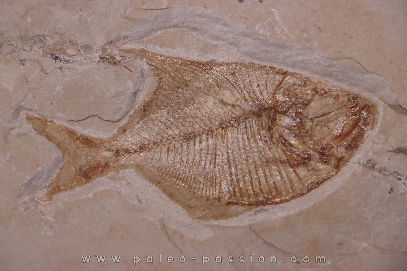 Diplomystus birdi - Cénomanien - Haquel - Byblos - LIBAN