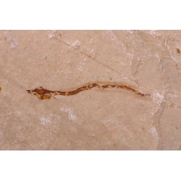 Abisaadia Hakelensis (Davis, 1887) - Cénomanian  Hakil - Byblos - LIBANON