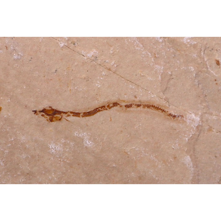 Abisaadia Hakelensis (Davis, 1887) - Cénomanian  Hakil - Byblos - LIBANON