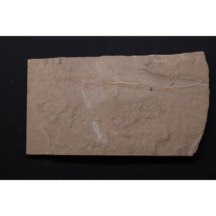 raie fossile:  Rhinobatos maronita  Cénomanien  Hgula - Byblos - LIBAN