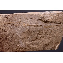 Rhinobatos maronita - Cénomanien - Hgula - Byblos - LIBANON