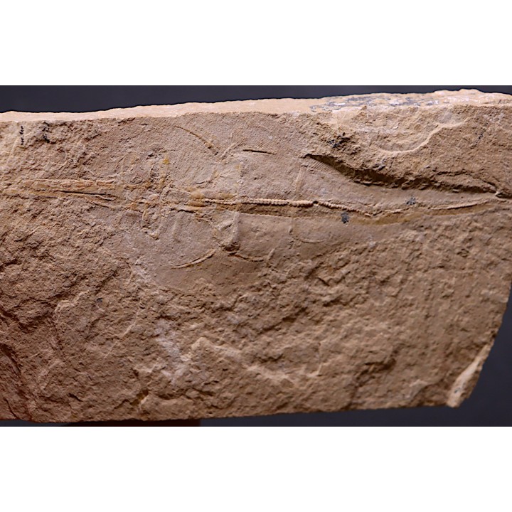 raie fossile:  Rhinobatos maronita  Cénomanien  Hgula - Byblos - LIBAN