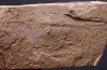 raie fossile: Rhinobatos maronita Cénomanien Hgula - Byblos - LIBAN