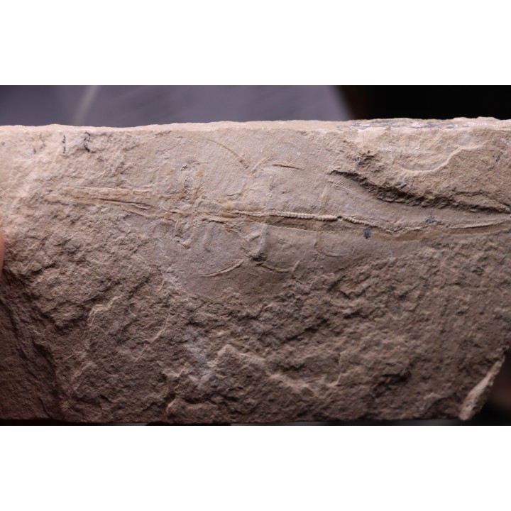 Rhinobatos maronita - Cénomanien - Hgula - Byblos - LIBANON