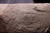 raie fossile: Rhinobatos maronita Cénomanien Hgula - Byblos - LIBAN
