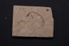 anguille: Abisaadia Hakelensis (Davis, 1887) - Cénomanien - Haquel - Byblos - LIBAN