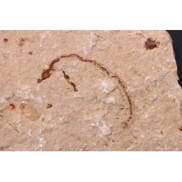 anguille: Abisaadia Hakelensis (Davis, 1887) - Cénomanien - Haquel - Byblos - LIBAN