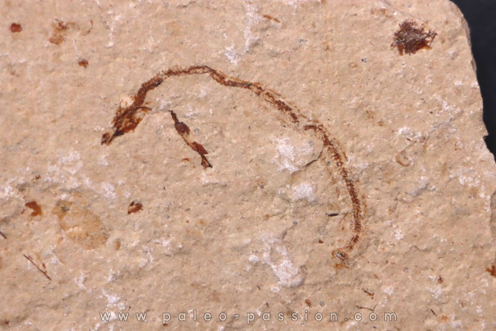 anguille: Abisaadia Hakelensis (Davis, 1887) - Cénomanien - Haquel - Byblos - LIBAN
