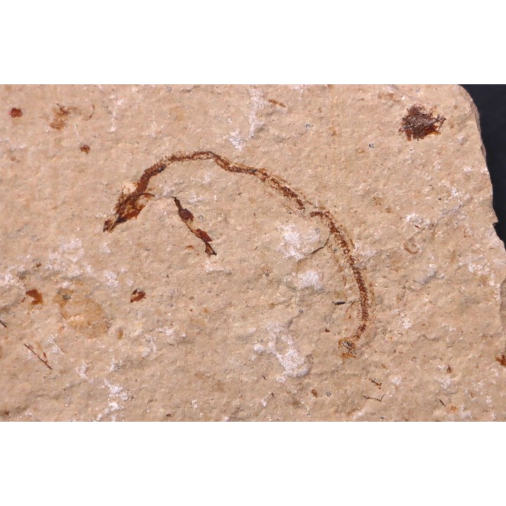 Abisaadia Hakelensis (Davis, 1887) - Cénomanian  Hakil - Byblos - LIBANON