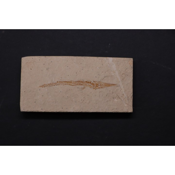 Hastichthys gracilis - Cénomanien - En Nammoura - Byblos - LIBAN