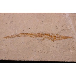 Hastichthys gracilis - Cénomanien - En Nammoura - Byblos - LIBAN