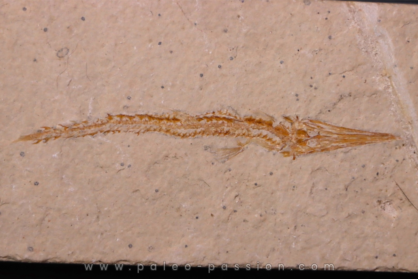 Hastichthys gracilis - Cénomanian - En Nammoura - Byblos - LIBANON