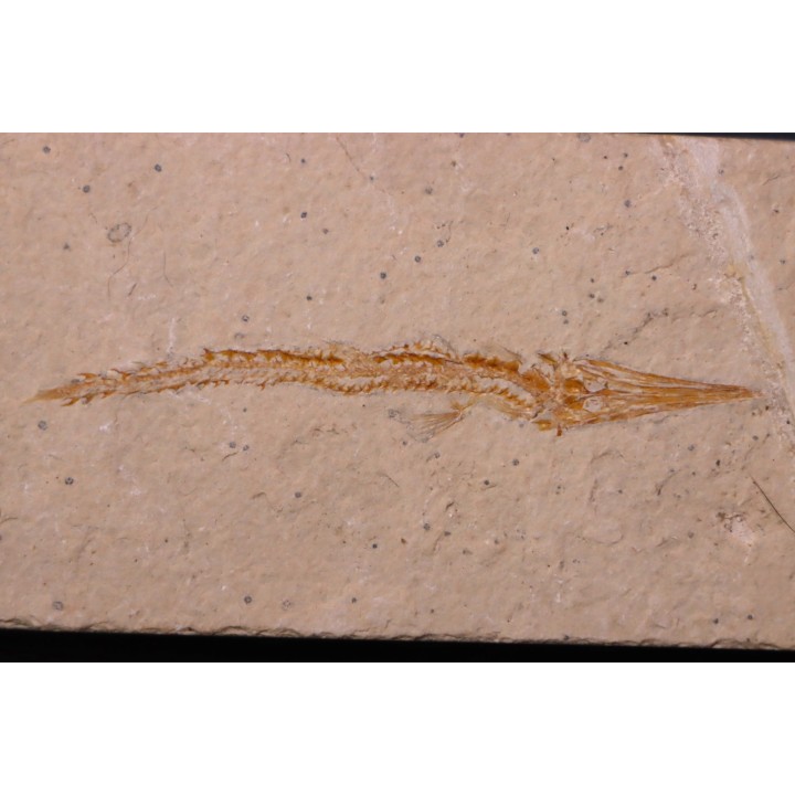 Hastichthys gracilis - Cénomanien - En Nammoura - Byblos - LIBAN