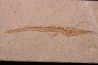 Hastichthys gracilis - Cénomanien - En Nammoura - Byblos - LIBAN