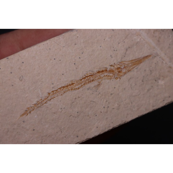 Hastichthys gracilis - Cénomanian - En Nammoura - Byblos - LIBANON