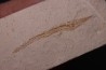 Hastichthys gracilis - Cénomanien - En Nammoura - Byblos - LIBAN