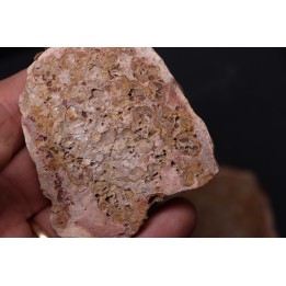 accumulation de bivalves à déterminer - Eotrias - Ambilobe, Madagascar