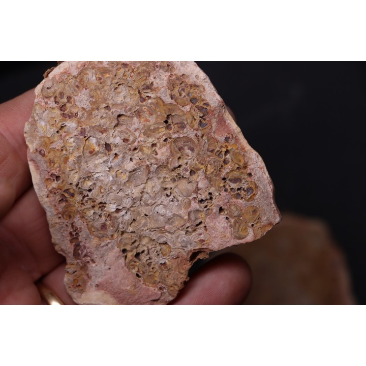 accumulation de bivalves - Eotrias - Ambilobe, Madagascar