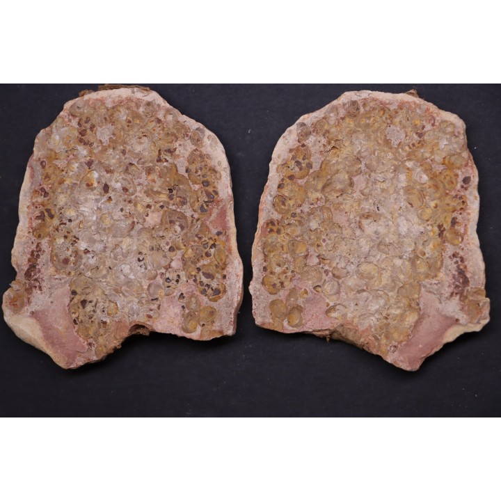accumulation de bivalves à déterminer - Eotrias - Ambilobe, Madagascar