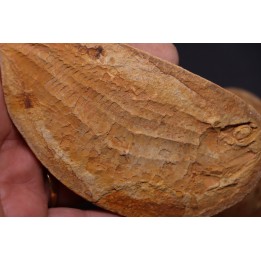 Australosomus merlei Piveteau, 1934 - Eotrias - Ambilobe, Madagascar