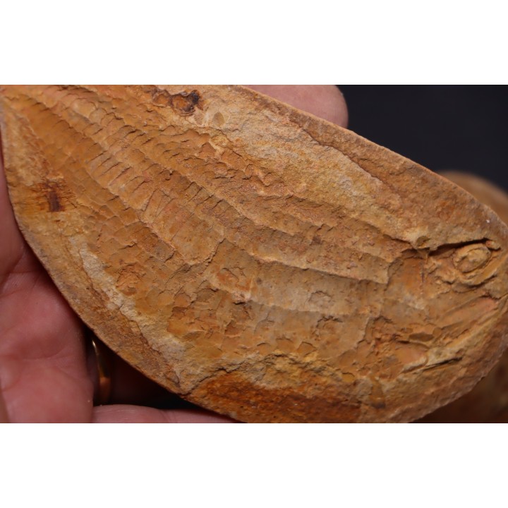 Australosomus merlei Piveteau, 1934 - Eotrias - Ambilobe, Madagascar