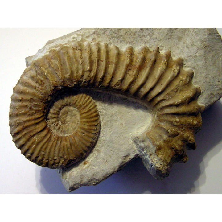 PSEUDOCRIOCERAS FASICULARE