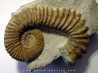 PSEUDOCRIOCERAS FASICULARE