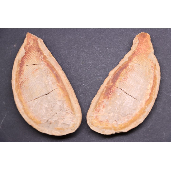 Boreosomus gillioti Priem, 1924 - Eotrias - Ambilobe, Madagascar