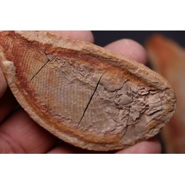 Boreosomus gillioti Priem, 1924 - Eotrias - Ambilobe, Madagascar