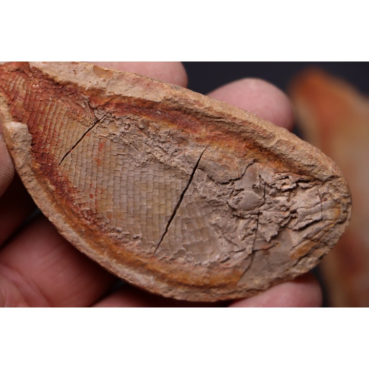 Boreosomus gillioti Priem, 1924 - Eotrias - Ambilobe, Madagascar